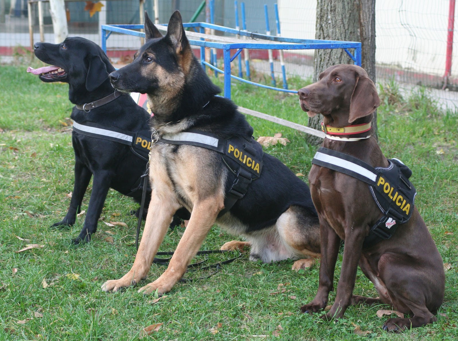 Perritos